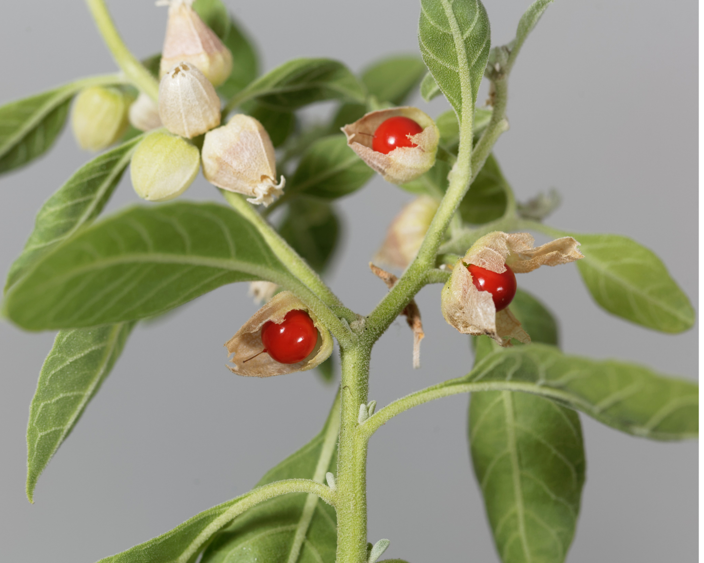 Organic Ashwagandha, The Ancient Treasure